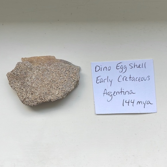 Other - Dinosaur Egg Shell Fossil